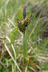 Carex schmidtii