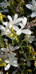 Barleria pretoriensis