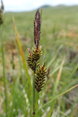 Carex schmidtii