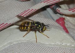 Chrysotoxum fasciolatum