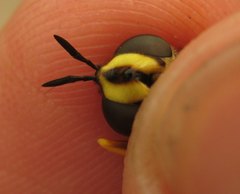 Chrysotoxum fasciolatum