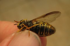 Chrysotoxum fasciolatum