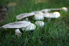 Agaricus xanthodermus