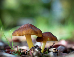 Pluteus romellii