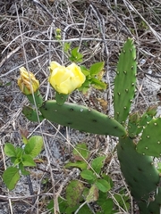 Opuntia austrina