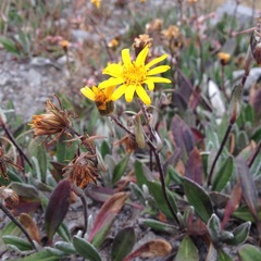 Robinsonecio gerberifolius