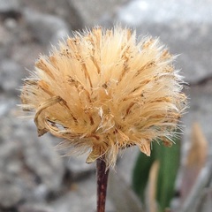 Robinsonecio gerberifolius