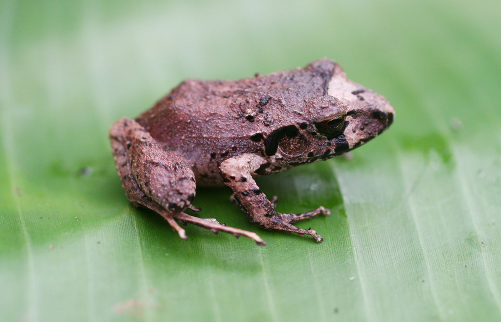 Yoro Masked Rainfrog