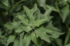 Chenopodium