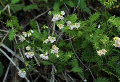 Polemonium carneum