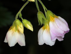 Polemonium carneum
