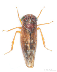 Metidiocerus rutilans