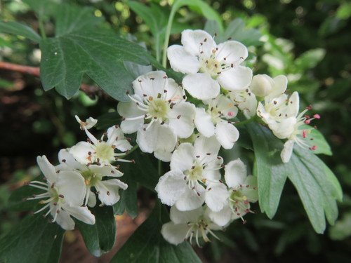 Crataegus monogyna Hecke