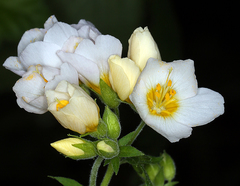 Polemonium carneum