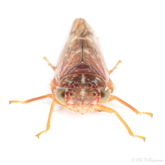 Metidiocerus rutilans