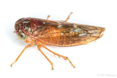 Metidiocerus rutilans