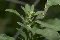 Chenopodium