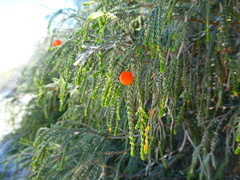 Passerina ericoides