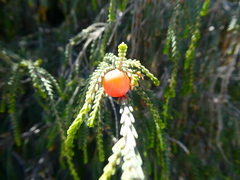 Passerina ericoides