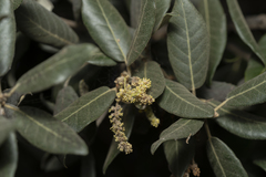 Quercus ilex