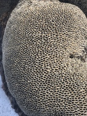 Phragmatopoma caudata