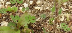 Medicago arabica
