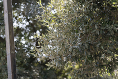 Quercus ilex