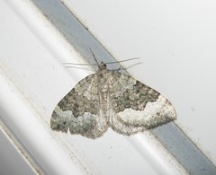 Colostygia aptata