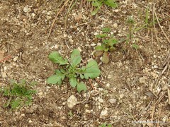 Centranthus calcitrapae