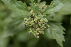 Chenopodiastrum murale