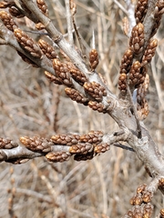 Hippophae rhamnoides