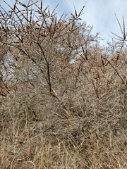 Hippophae rhamnoides