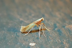 Caloptilia superbifrontella