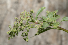 Chenopodiastrum murale