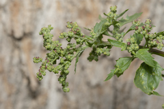 Chenopodiastrum murale