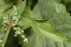 Chenopodiastrum murale