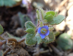 Veronica triloba