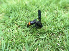 Scolia fasciatopunctata