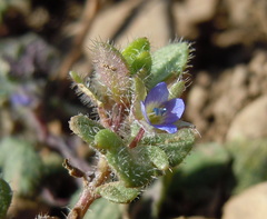 Veronica triloba