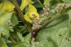 Chenopodiastrum murale