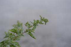 Chenopodiastrum murale