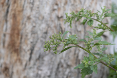 Chenopodiastrum murale