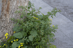 Chenopodiastrum murale