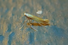 Caloptilia superbifrontella