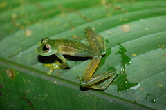 Sachatamia albomaculata