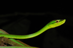 Oxybelis brevirostris