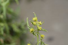 Sisymbrium officinale