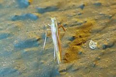 Caloptilia superbifrontella