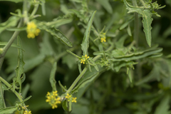 Sisymbrium officinale