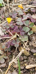Oxalis corniculata